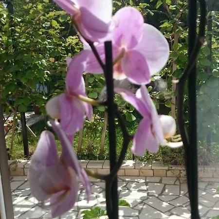 Apartman Ruzica Póla