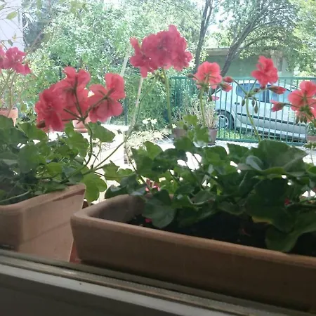 Apartment Ruzica *