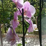 Apartmán Ruzica Pula